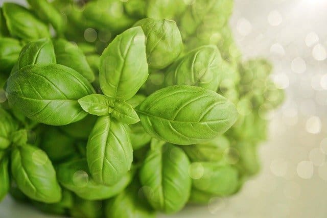 How To Dry Basil Leaves