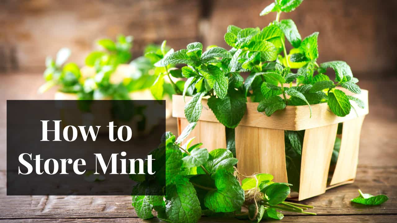 How to Store Mint