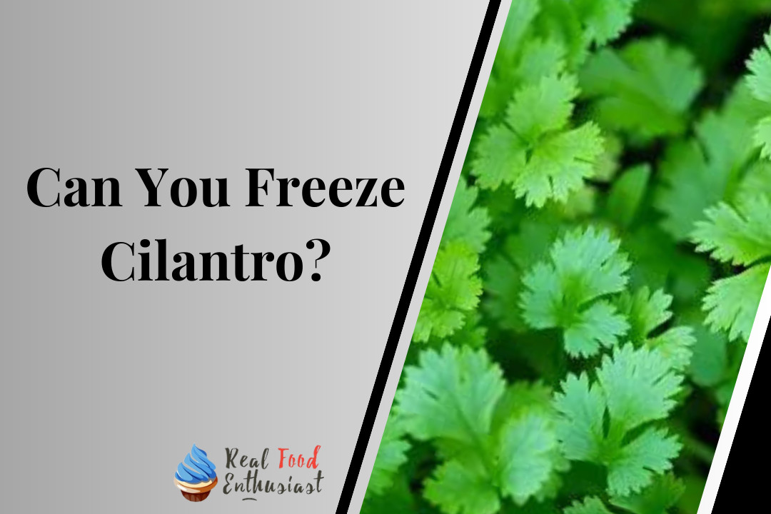 Can You Freeze Cilantro?