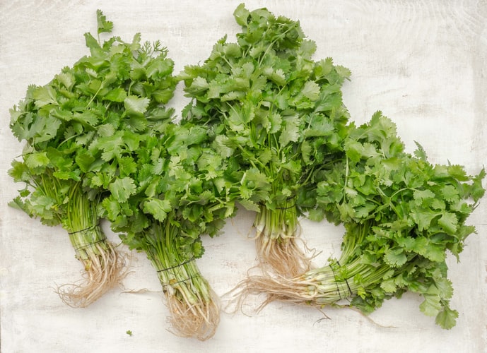 can you freeze cilantro