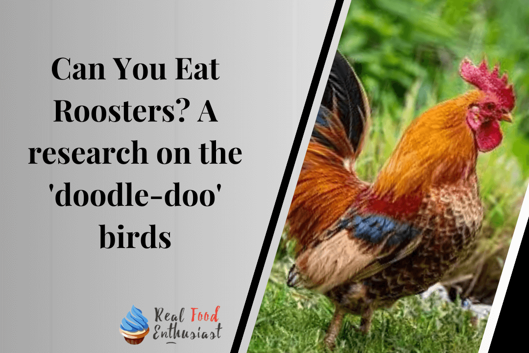 Can You Eat Roosters A research on the 'doodle-doo' birds