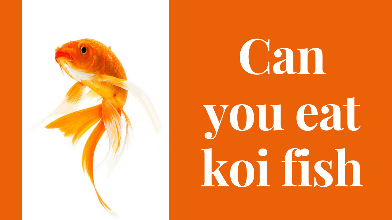 Can you eat koi fish