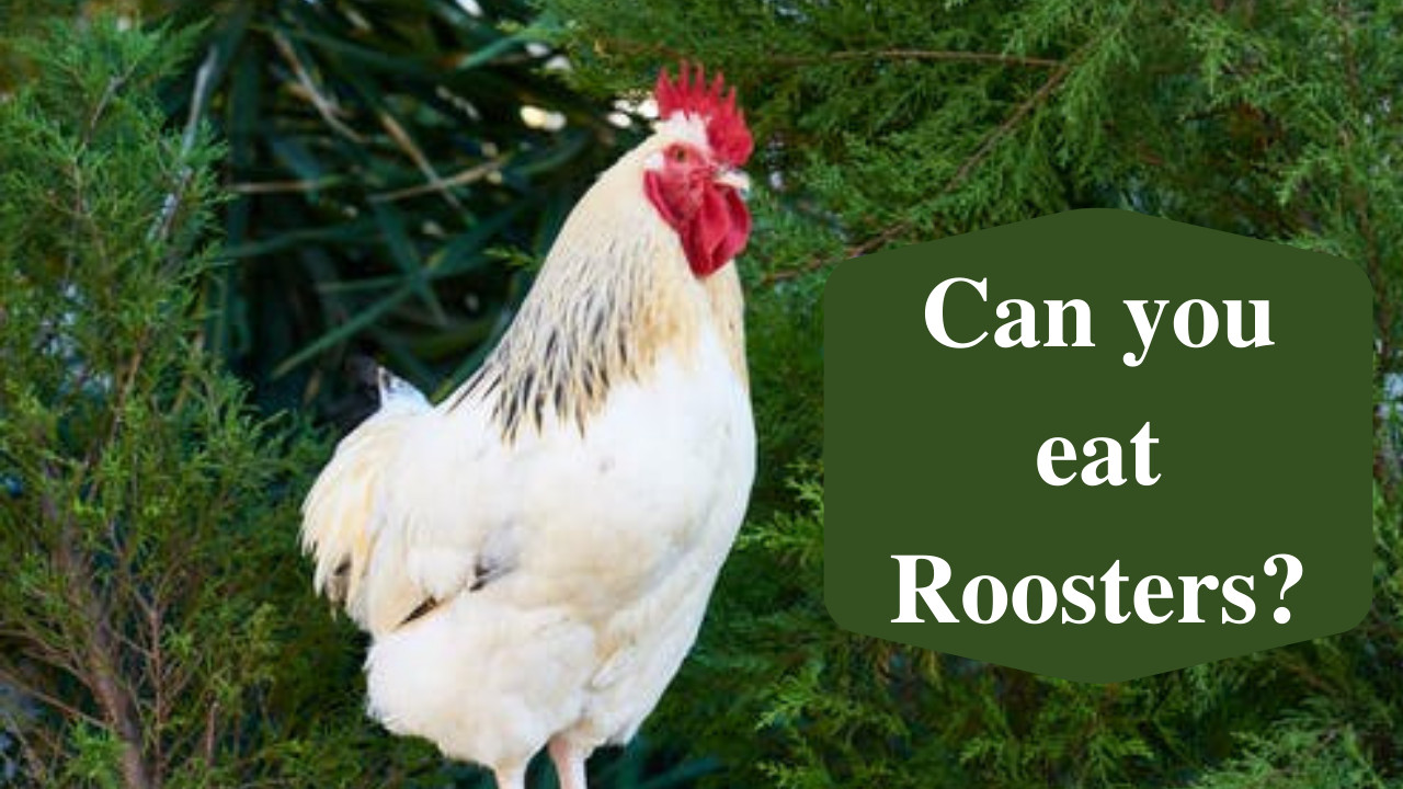 can you eat roosters