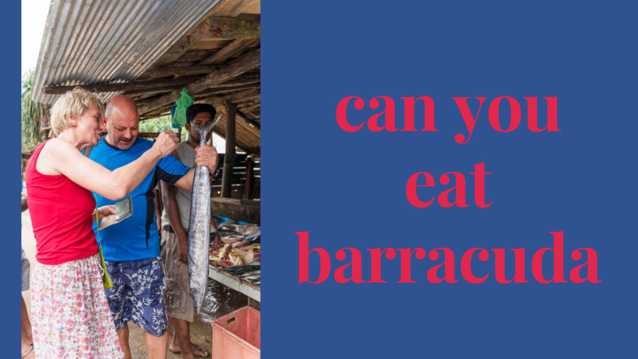 can you eat barracuda