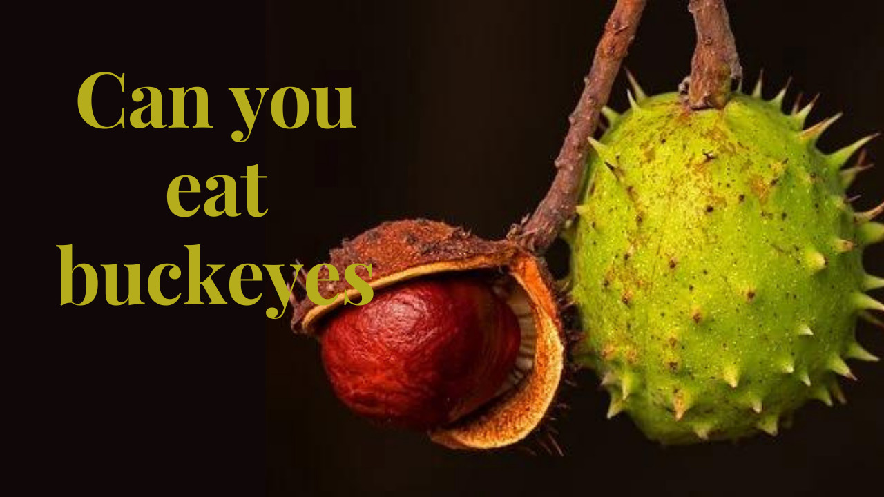 Can you eat buckeyes